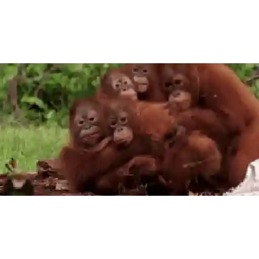 Changuitos🐒  preview