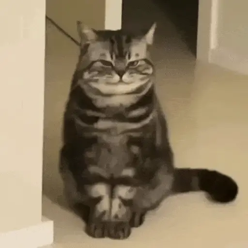 😻Gatitos Lindos V.2☀️ 