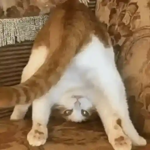 😻Gatitos Lindos V.2☀️ 