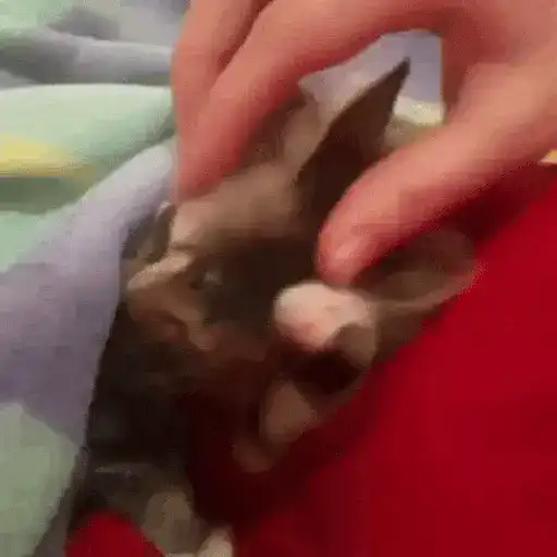 😻Gatitos Lindos V.2☀️ 
