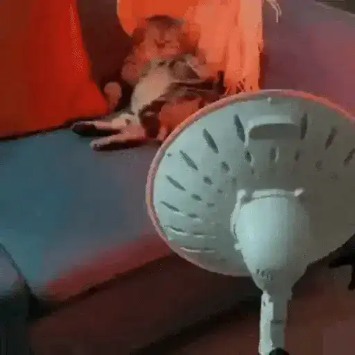 😻Gatitos Lindos V.2☀️ 