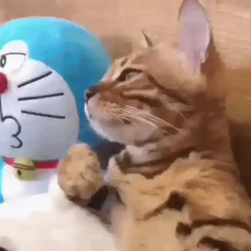 😻Gatitos Lindos V.2☀️  preview
