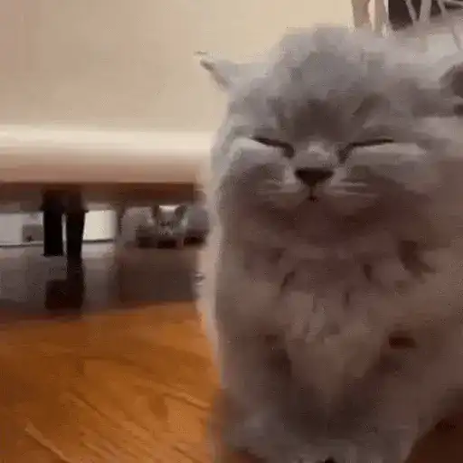 😻Gatitos Lindos V.2☀️ 
