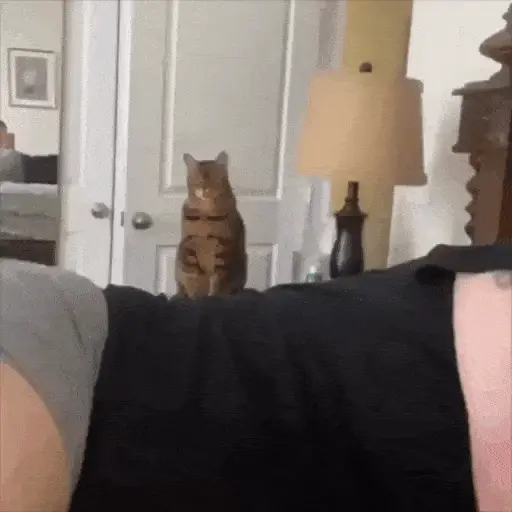 😻Gatitos Lindos V.2☀️ 