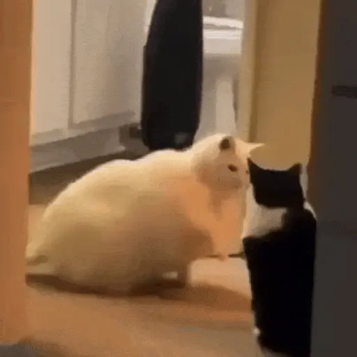 😻Gatitos Lindos V.2☀️ 