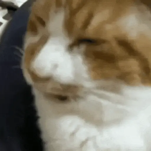 😻Gatitos Lindos V.2☀️  preview