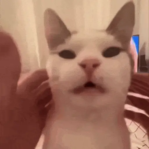 😻Gatitos Lindos V.2☀️ 