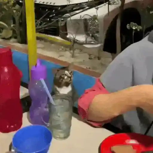 😻Gatitos Lindos V.2☀️ 
