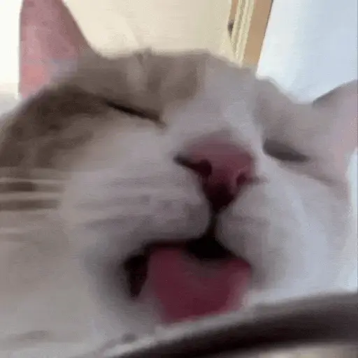 😻Gatitos Lindos V.2☀️ 
