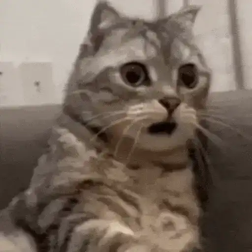 😻Gatitos Lindos V.2☀️ 
