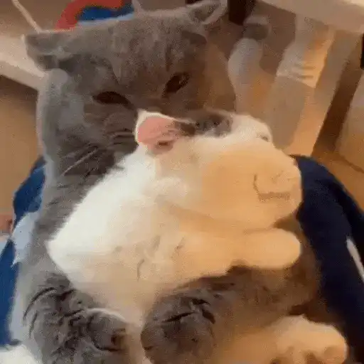 😻Gatitos Lindos V.2☀️ 