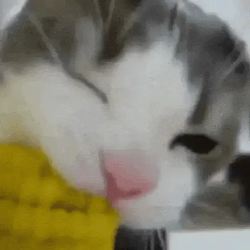 😻Gatitos Lindos V.2☀️ 