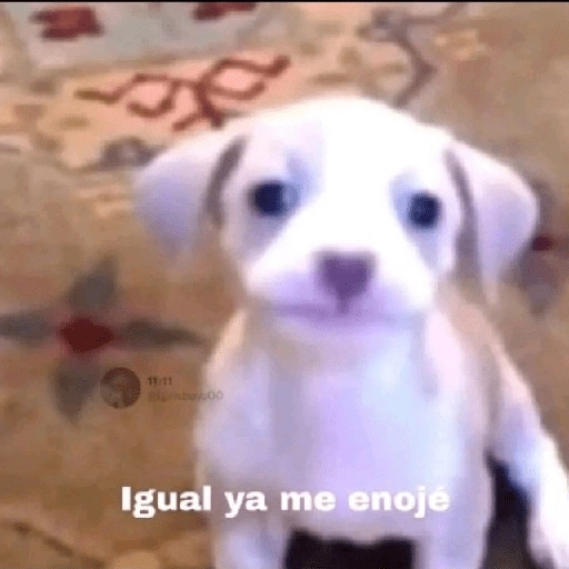 Pack Enojo Shitpost 😡🤬  preview