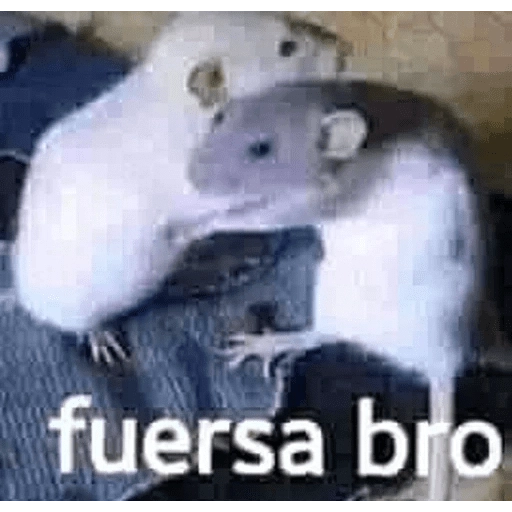 LOQUITOS PT2 