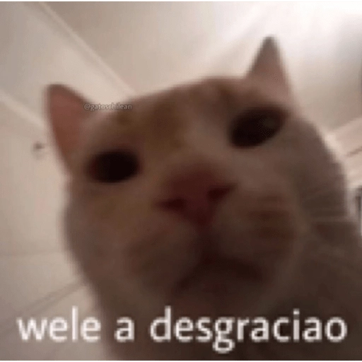 😂Gatitos Cura Depresión🙀 