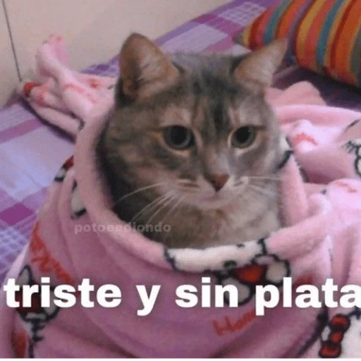 😂Gatitos Cura Depresión🙀 
