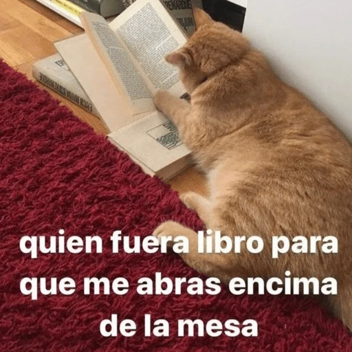😂Gatitos Cura Depresión🙀 