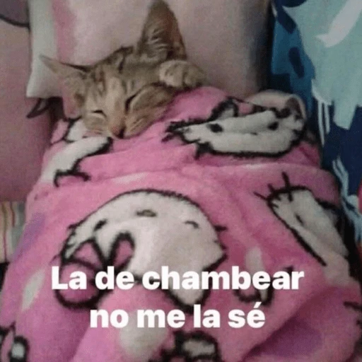 😂Gatitos Cura Depresión🙀  preview