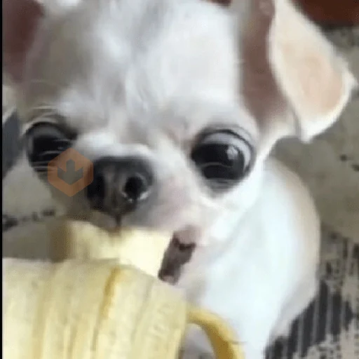 Chihuahua sticker 16