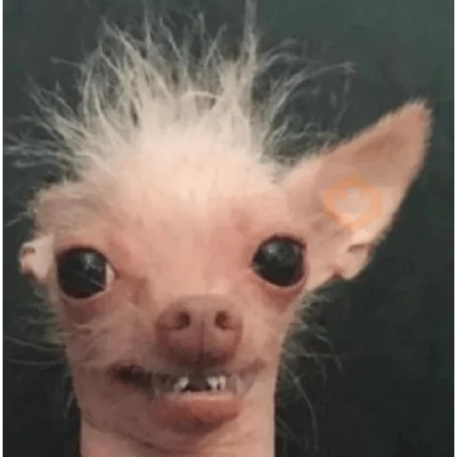 Chihuahua sticker 11
