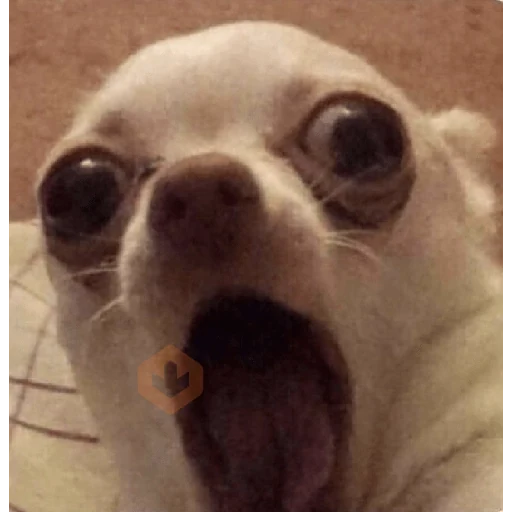 Chihuahua sticker 15