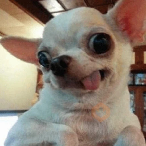 Chihuahua sticker 14