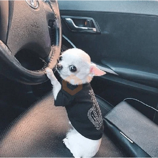 Chihuahua sticker 17