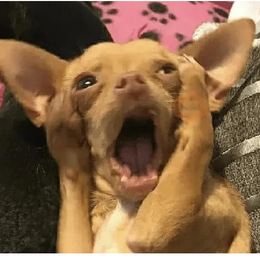 Chihuahua sticker 18