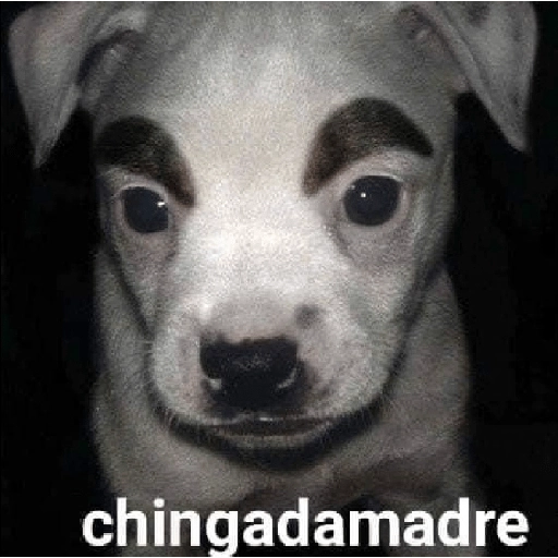 Que perro coraje 
