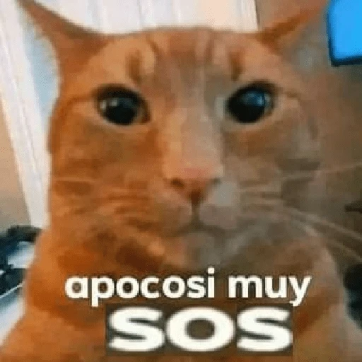 Que perro coraje 
