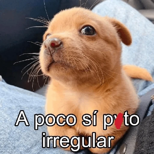 Que perro coraje 