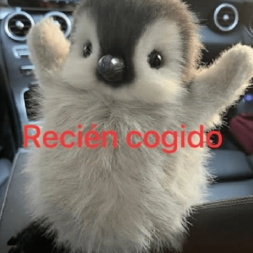 Que perro coraje 