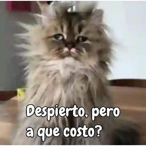 D todo 😎 