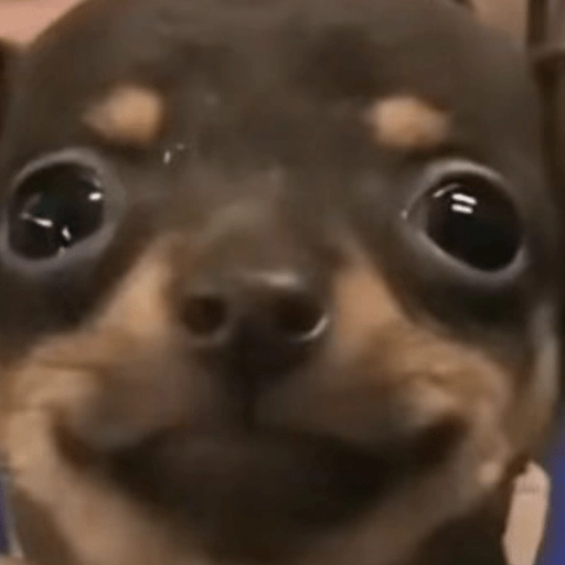 Perritos Moods