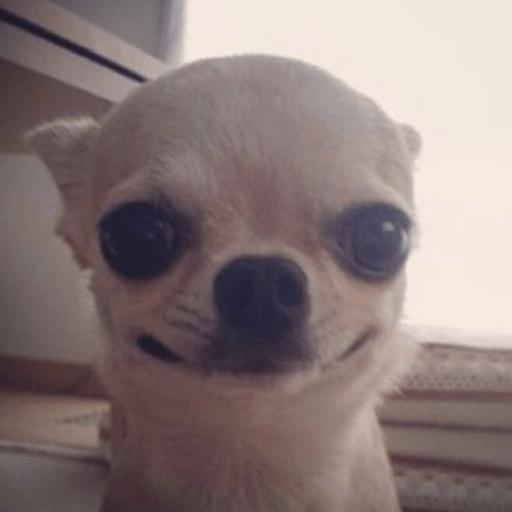 Perritos Moods