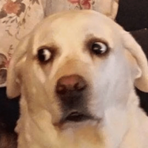 Perritos Moods