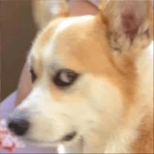Perritos Moods preview
