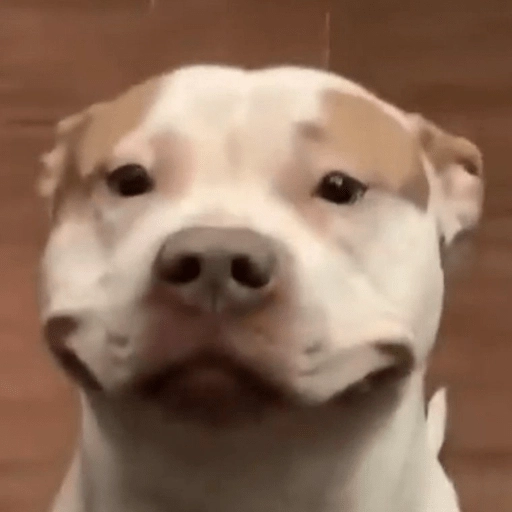 Perritos Moods