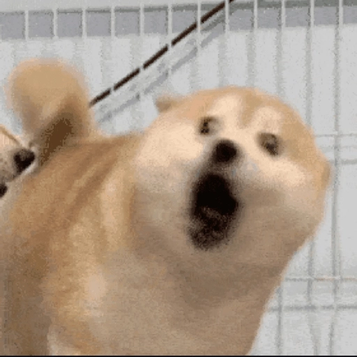 Perritos Moods