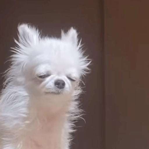 Perritos Moods