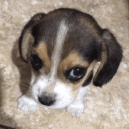 Perritos Moods