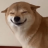 Perritos Moods