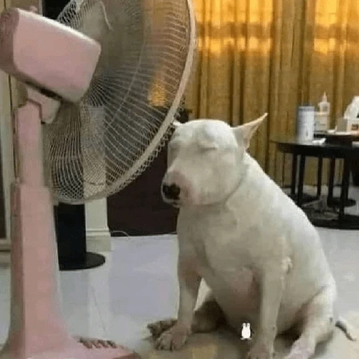 Tengo mucho calor🥵✨ 
