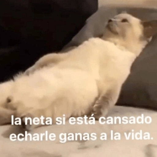 Depresión Shitposting 😭🤧 