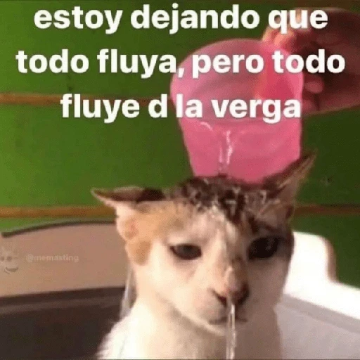 Depresión Shitposting 😭🤧 