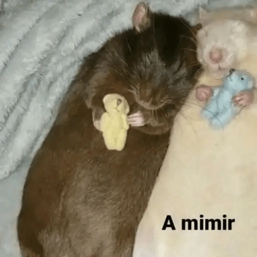 Ratitas🐁🐭🩶  preview