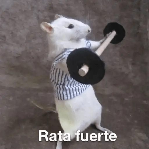 Ratitas🐁🐭🩶 