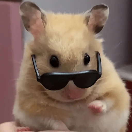 Ratitas🐁🐭🩶 