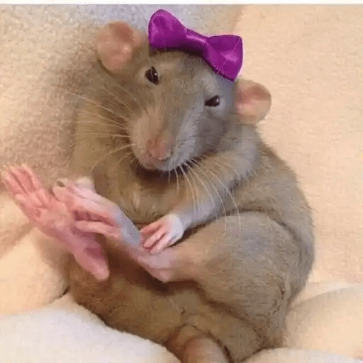 Ratitas🐁🐭🩶 