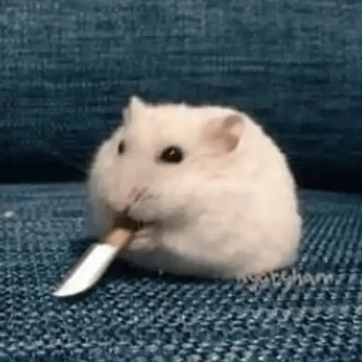 Ratitas🐁🐭🩶 
